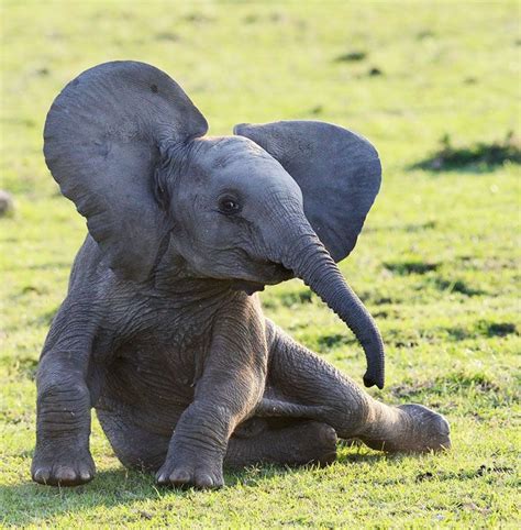 31 Baby Elephant Photos To Instantly Brighten Up Your Day | Baby animals, Cute baby animals ...