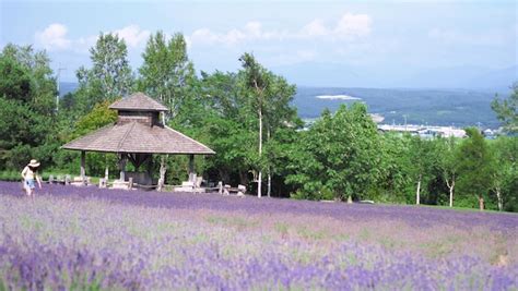 Premium Photo | Lavender fields bloom in hokkaido japan for relaxing in ...