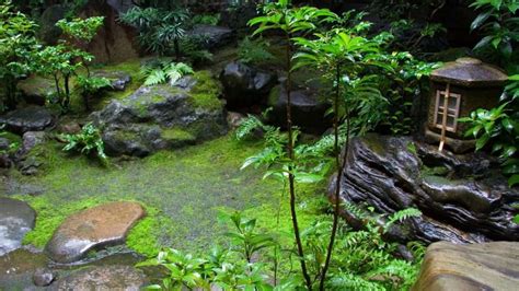 How To Make a Japanese Moss Garden | Indoor Gardening