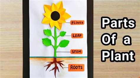 Parts Of plant model | Parts Of plant school project | Plant science ...