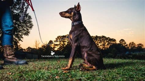 Doberman Photoshoot: 100+ Pictures of Dobermans