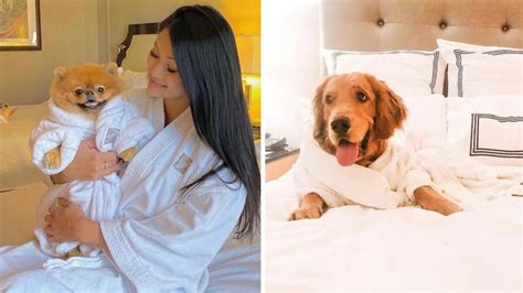 5 Dog-Friendly Hotels In Vancouver That Are Perfect For A Vacation With ...