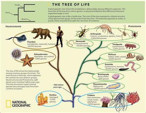 What Shapes Our World: I. Evolution (First of a Three-Part Series) | Blue Virginia