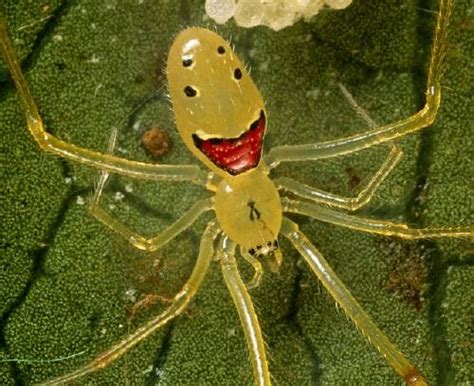 Happy Face Spider | Snopes.com