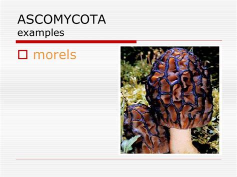 FUNGI. - ppt download