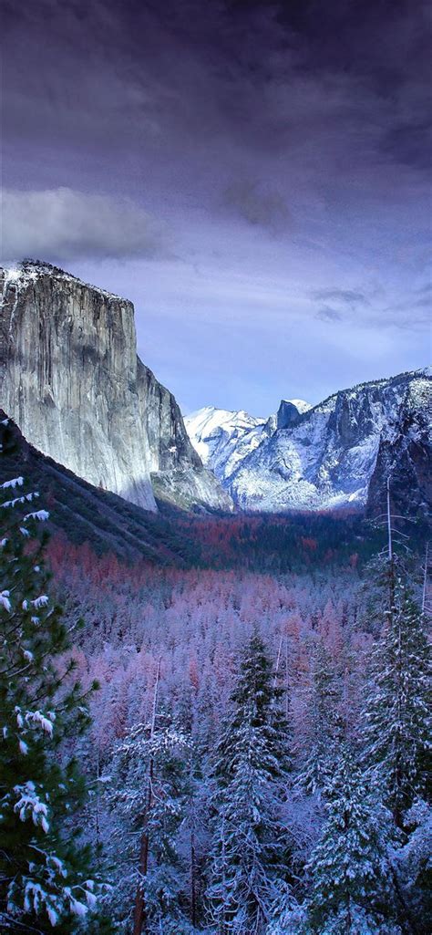 snow forests yosemite scenery 4k iPhone 12 Wallpapers Free Download