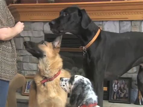 Zeus, The World's Tallest Dog Ever, Dies at Age Five - NBC News