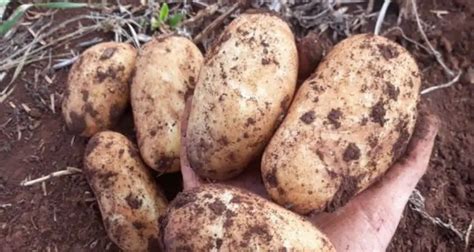 Clean Potato Seed Varieties - Cropnuts