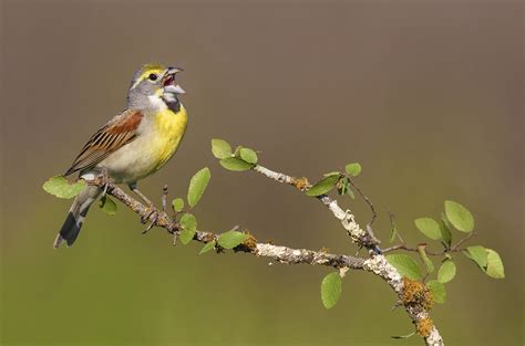 Climate change could quiet prairie birds’ chirping | Science | AAAS