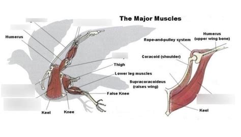 Diagram of Bird wing muscles | Quizlet