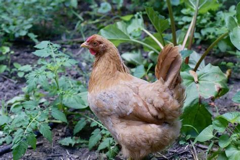 Grow a Chicken Garden: Plant These for Free Chicken Feed - Backyard ...