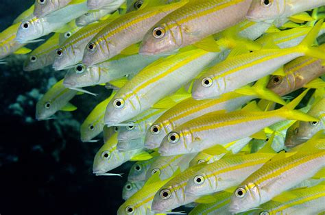 Goatfish: Great Subjects for 'Yellow Fish on a Reef' Photography