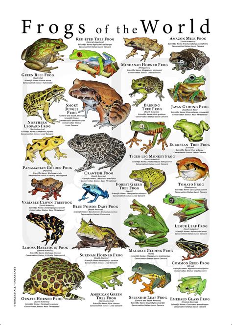 Types Of Frogs Chart