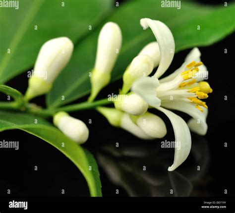 Lemon tree flowers hi-res stock photography and images - Alamy