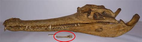 Oh bizarre gharial | UCL UCL Culture Blog