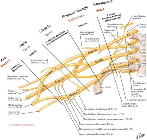 MR Imaging of the Brachial Plexus | Radiology Key