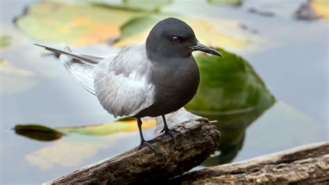 Black Tern | Audubon Field Guide