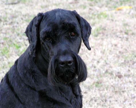 File:Black Russian Terrier Image 001.jpg - Wikimedia Commons