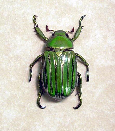 Real Green Metallic Silver Beetle | beautiful bugs | Pinterest | Beetles, Metallic and Insects