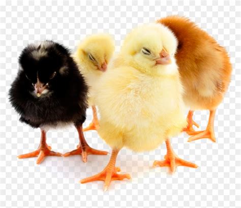 Chicks - Day Old Chicks Png, Transparent Png - 800x645(#2638141) - PngFind