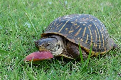 Can Turtles Eat Meat? - TurtleHolic