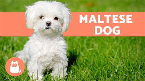 The Maltese Dog - Character, Care and Health - YouTube