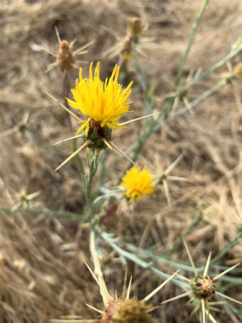 Flowering of the Yellow Star Thistle - Beeopic Beekeeping