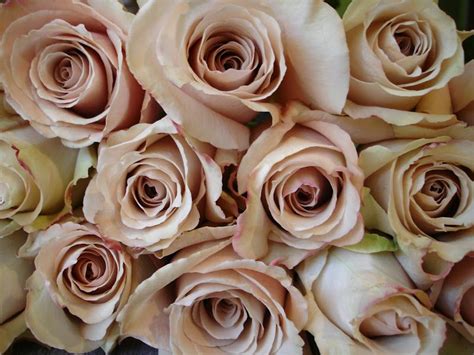 Blue Skies and Bunting: More Blush Roses - Quicksand | Blush roses ...