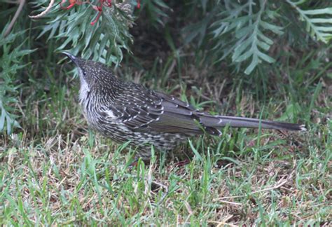 Australian Native Birds: The Wattlebirds - Owlcation