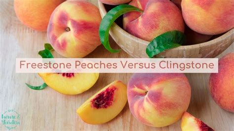 Freestone peaches or clingstone - which is better? We compare.