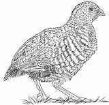 18  Quail Coloring Pages sketch template