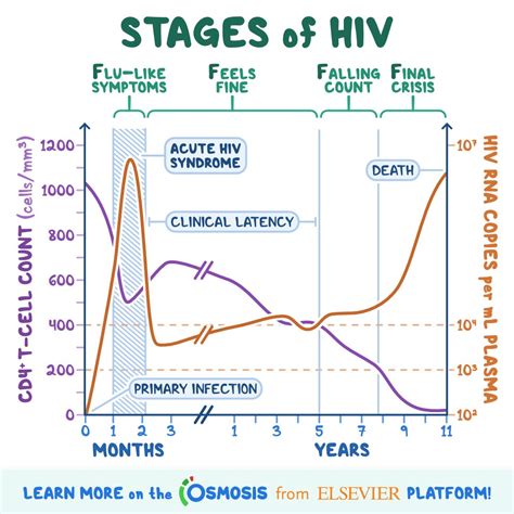 Hiv Stages Offer | gbu-presnenskij.ru