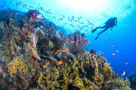 Diving with coral fish in Green Island, Taiwan | Smithsonian Photo ...