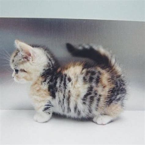 The Most Visually Stunning Cat Breeds - ViewKick