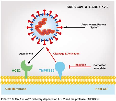 ACE2 & Functional Receptor for SARS Coronaviruses – Caltag Medsystems