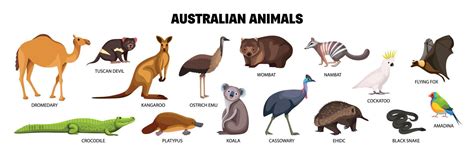 Australian Animals Set 13489523 Vector Art at Vecteezy