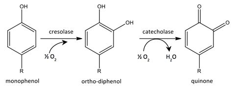 Assays of Polyphenol Oxidase Activity in Walnut Leaf Tissue —BIO-PROTOCOL