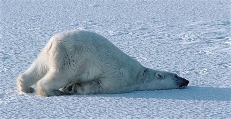 Sleepy polar bear Walking With Weights, Animals Beautiful, Cute Animals ...