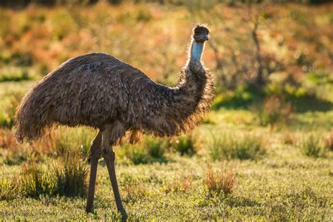 Australische Fauna - Der Grosse Emu | Australian Macadamias Deutschland ...