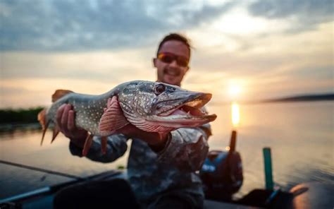 Northern Pike Teeth: Things You Probably Didn't Know