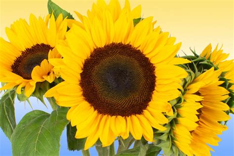 August Flower of the Month: Sunflower » Pennock Floral