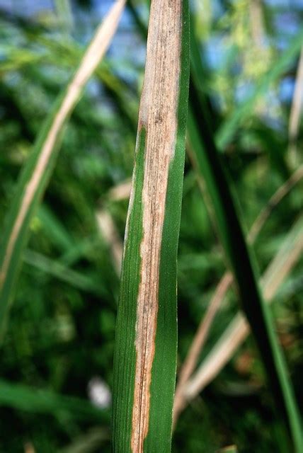 BLAST DISEASE AND BACTERIAL LEAF BLIGHT, RICE - NIGERIA