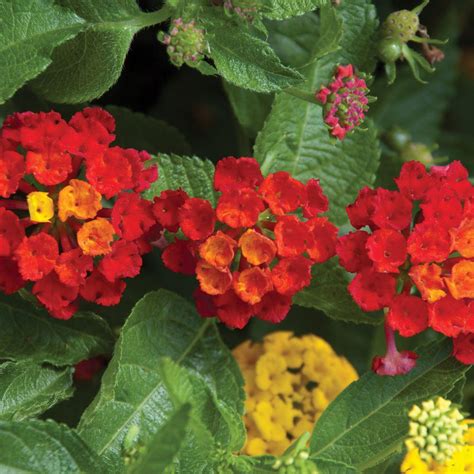 2.5 Qt. Red Trailing Lantana Plant-91214 - The Home Depot