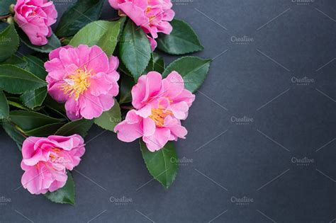 Bouquet of Pink Camellias | High-Quality Nature Stock Photos ~ Creative ...