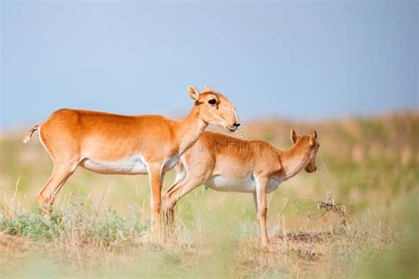 Young Saiga Antelope or Saiga Tatarica Walks in Steppe Stock Photo ...