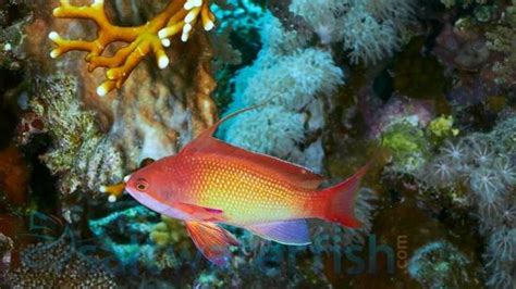 Lyretail Anthias - Male - Anthias - Saltwater Fish