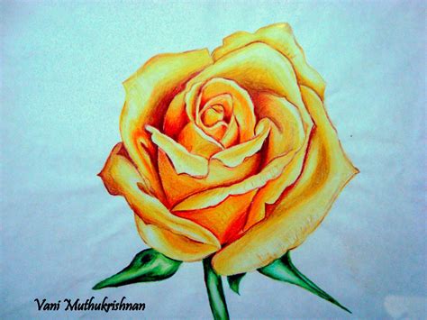 Easy rose flower color pencil drawing - sekasolar