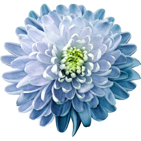 Blue Chrysanthemum-TD-Florals-151