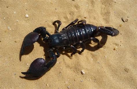 Scorpion - Description, Habitat, Image, Diet, and Interesting Facts