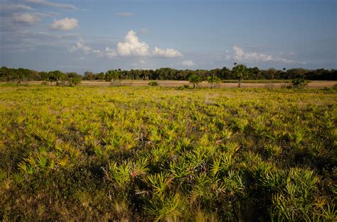 Kissimmee Prairie Preserve State Park | Kissimme Prairie Pre… | Flickr